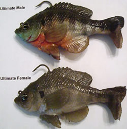 Mattlures - Ultimate Bluegill swimbait for bass